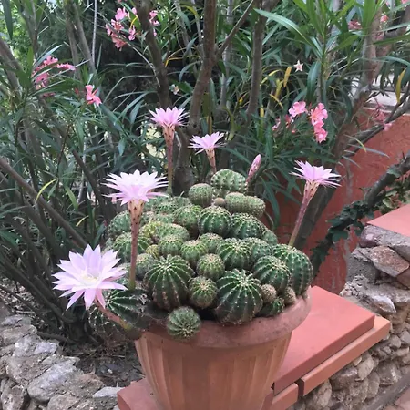 לינה וארוחת בוקר Petit טוייר