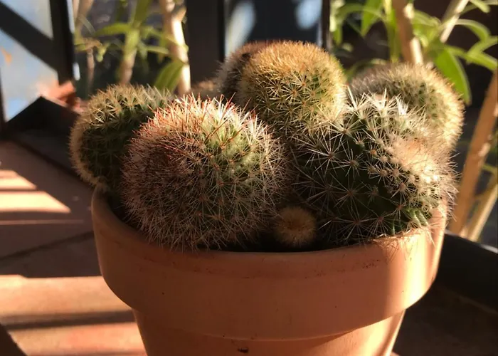 Alojamento de Acomodação e Pequeno-almoço Petit Thuir