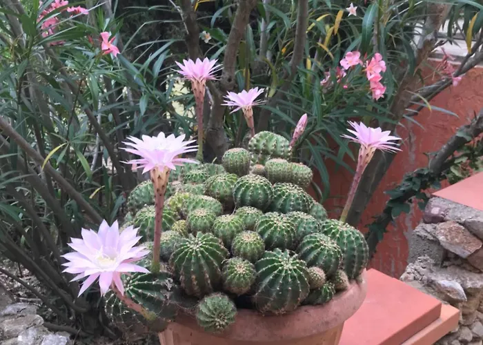 Alojamento de Acomodação e Pequeno-almoço Petit Thuir